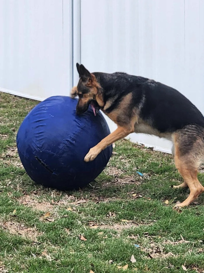Dog from the Playtime review with their ball