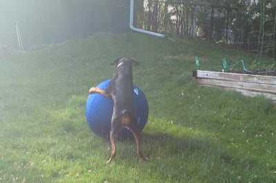 Customer’s dog playing with the blue herding ball