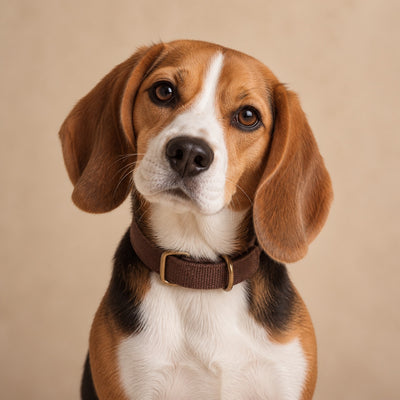 AI-generated Dogtor Paw visual concept: beagle
