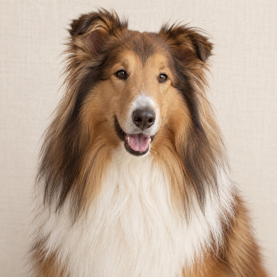 AI-generated Dogtor Paw visual concept: collie