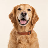 AI-generated Dogtor Paw visual concept: golden