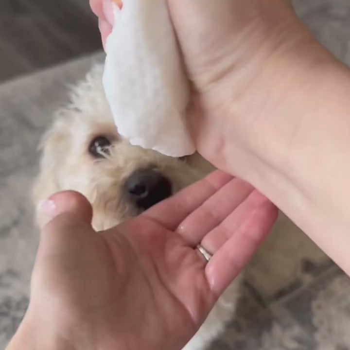 A white glove wipe demonstrated on a dog’s coat