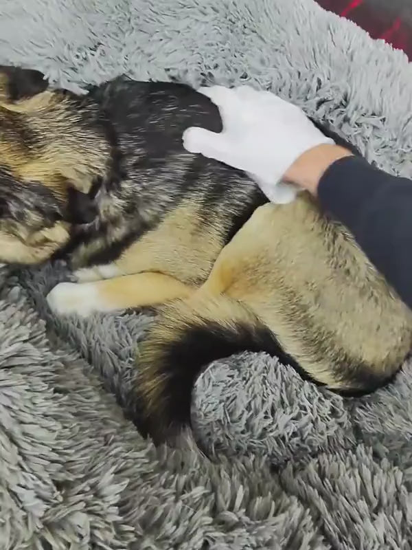 A dog resting in its bed while its coat is wiped