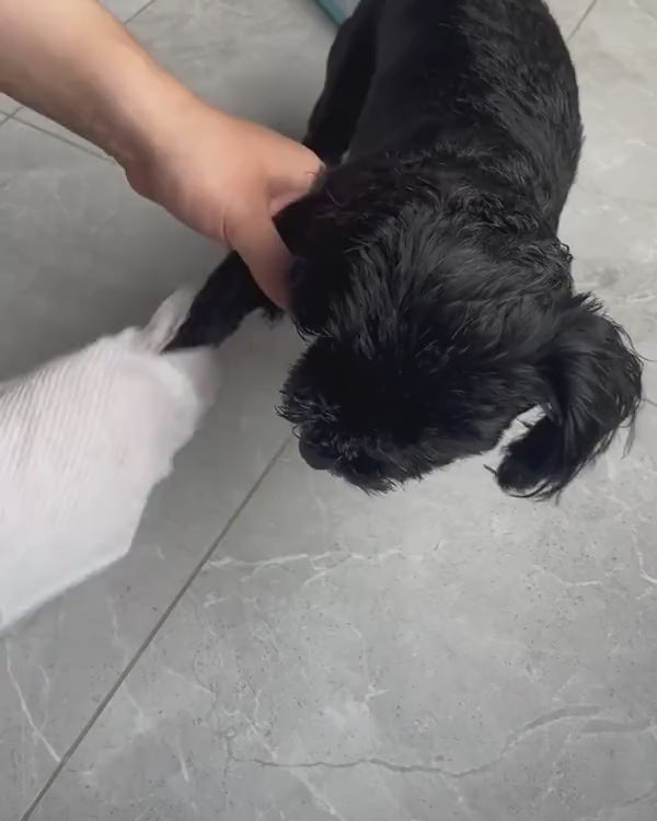 A close-up of a small dog’s paw being wiped