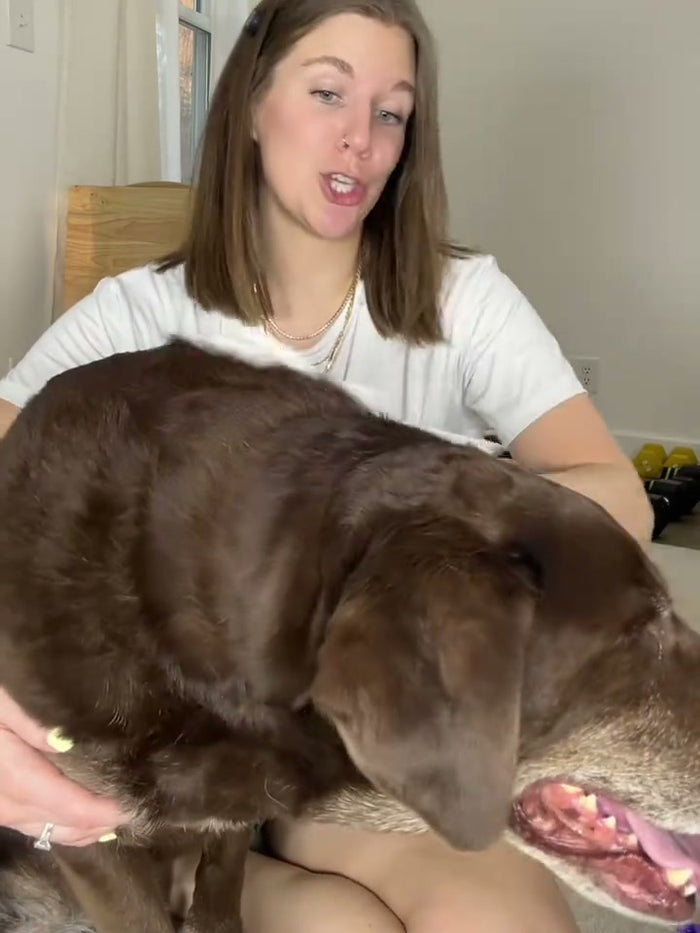 A dog parent and a brown Labrador during a wipe-down