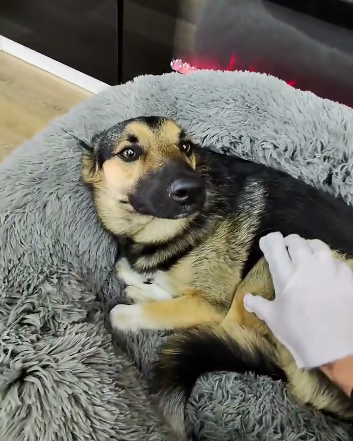 A dog relaxing in a soft gray bed during a gentle wipe-down
