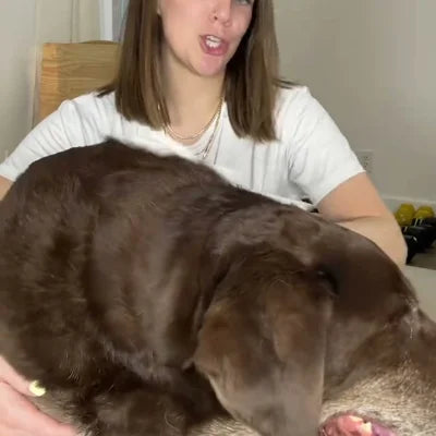 A dog being wiped down after a walk
