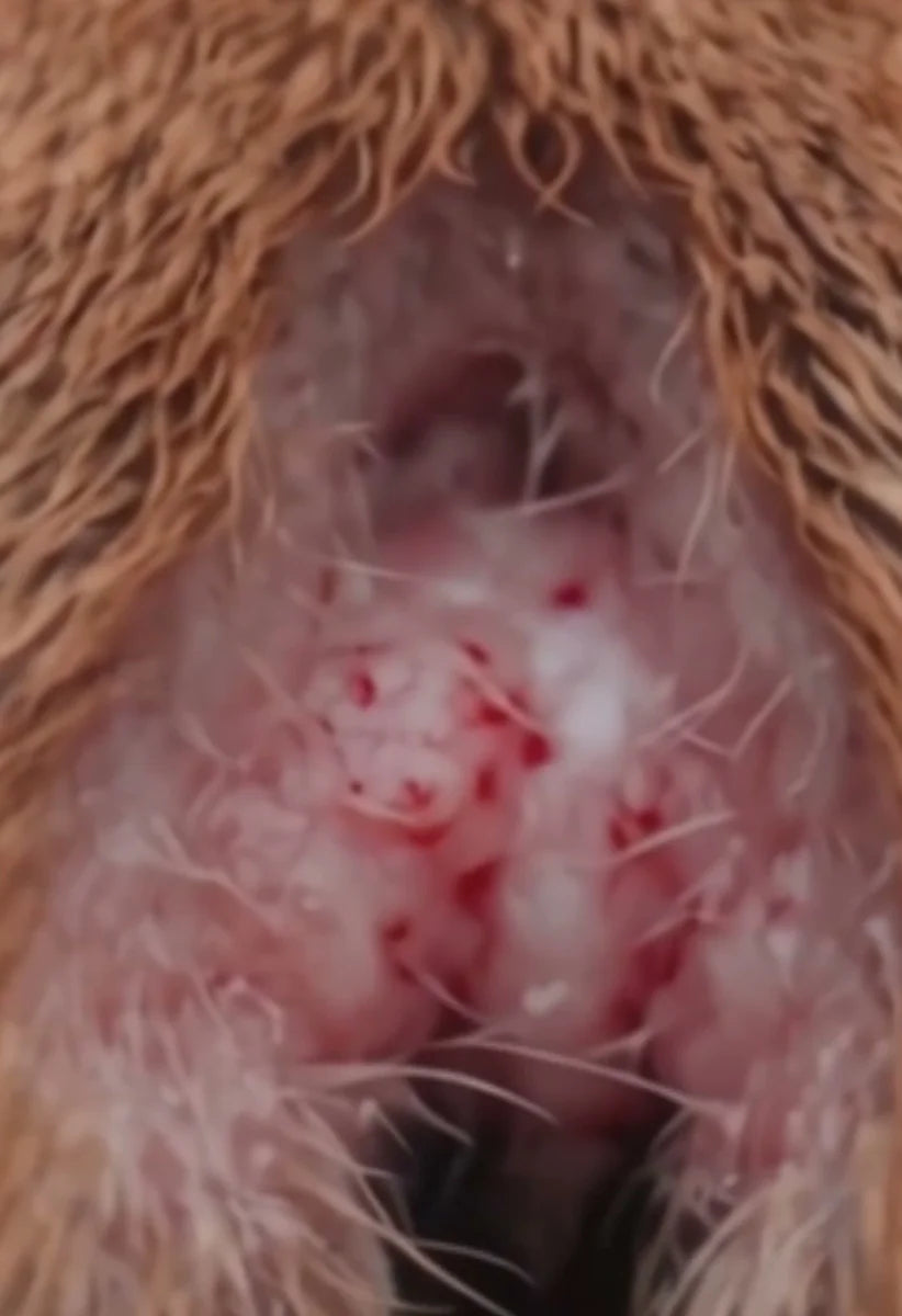 A red, irritated spot between the toes