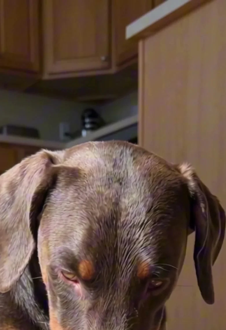 Teddy licking his paw on the floor