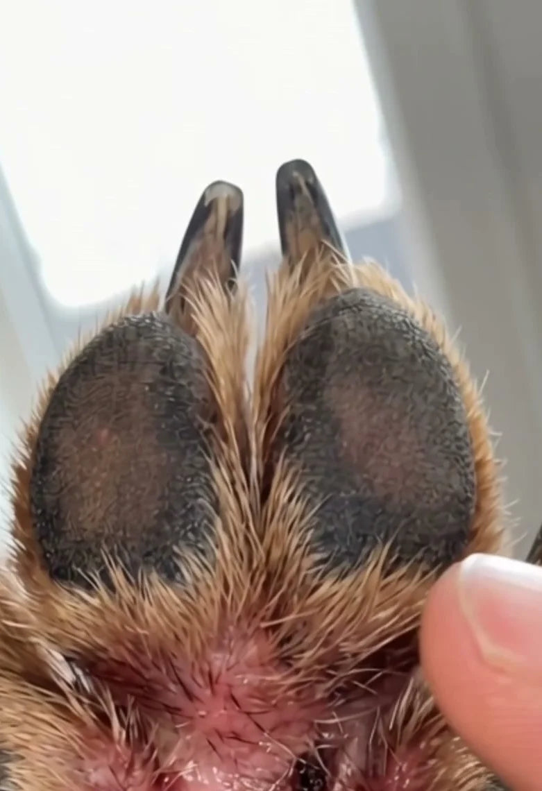A paw pad, red between the pads