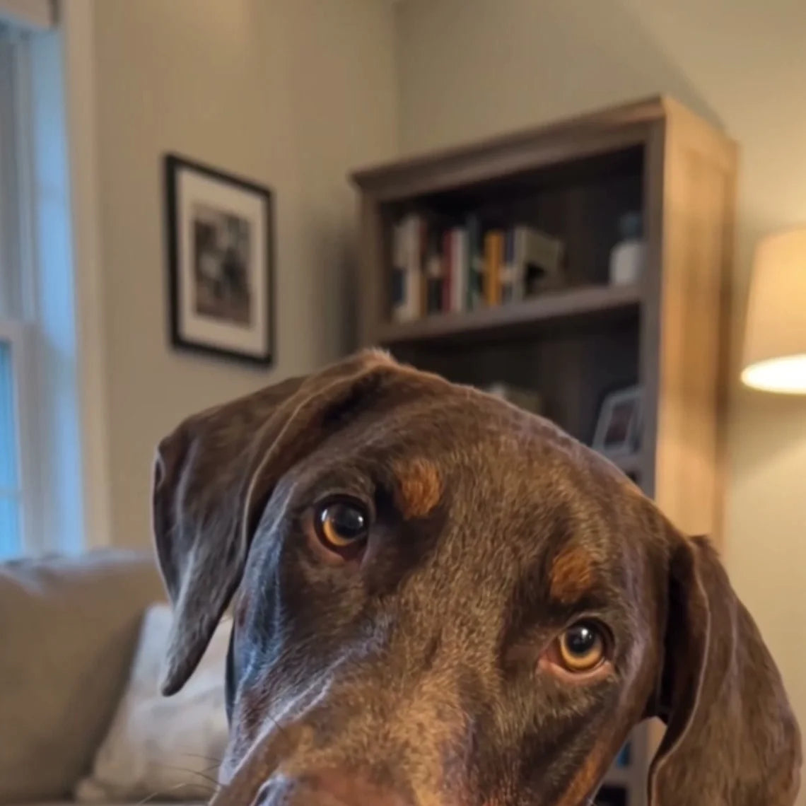 Teddy, the dog from our video