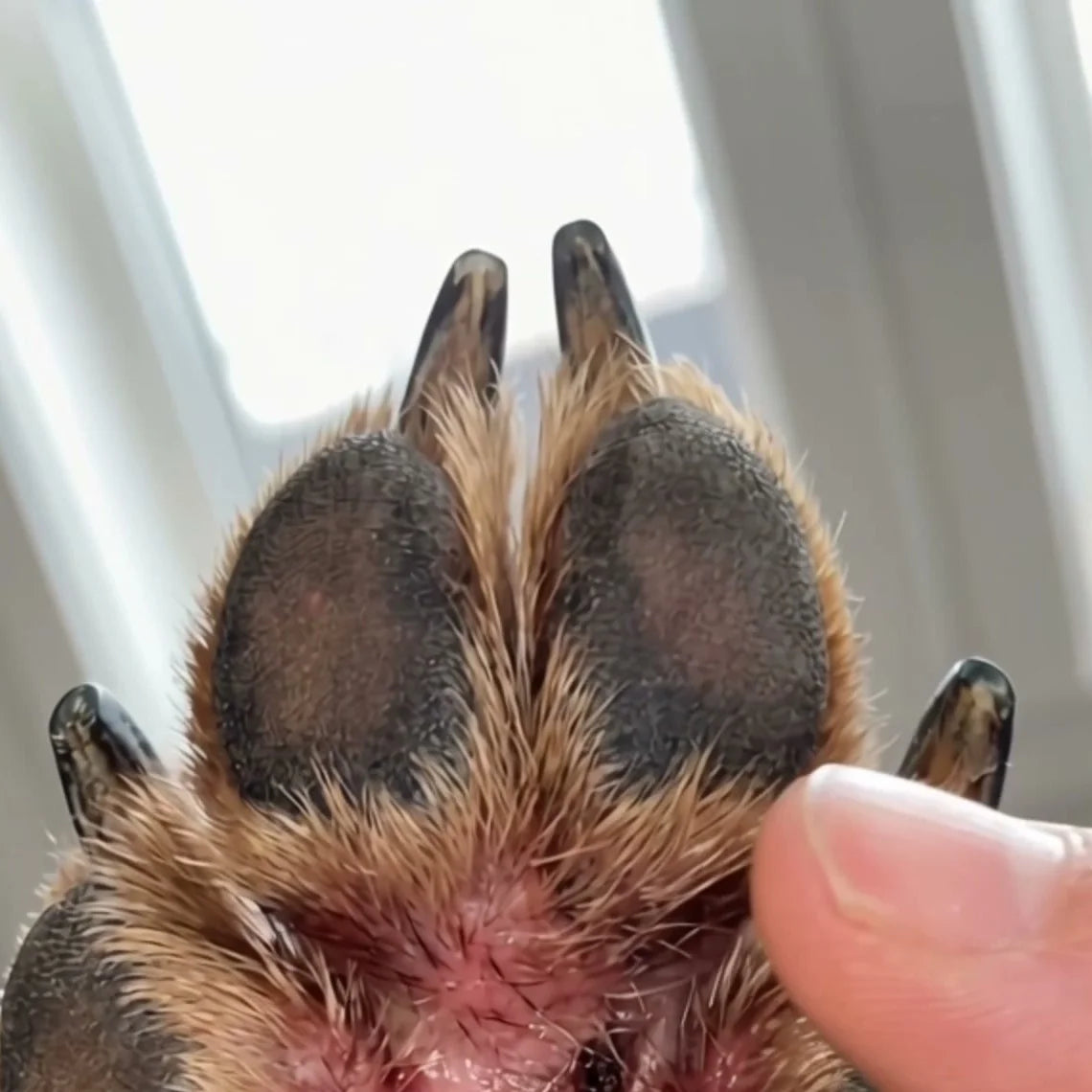 Dogtor Paw Daily Drops